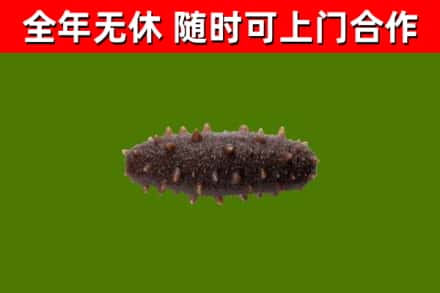宣城烟酒回收干海参.jpg